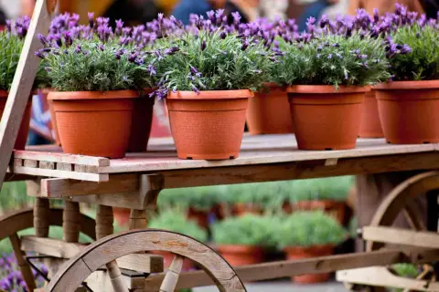 Carriola di legno con vasi di lavanda in fiore, un profumo che riempie il giardino.