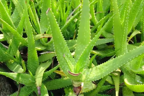 Foglie carnose e seghettate, puntini bianchi: ecco come riconoscere la pianta di aloe vera.