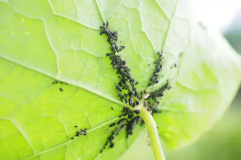 Un gruppo di afidi neri si aggrappa alla parte inferiore di una foglia verde brillante, nutrendosi della linfa vitale della pianta.