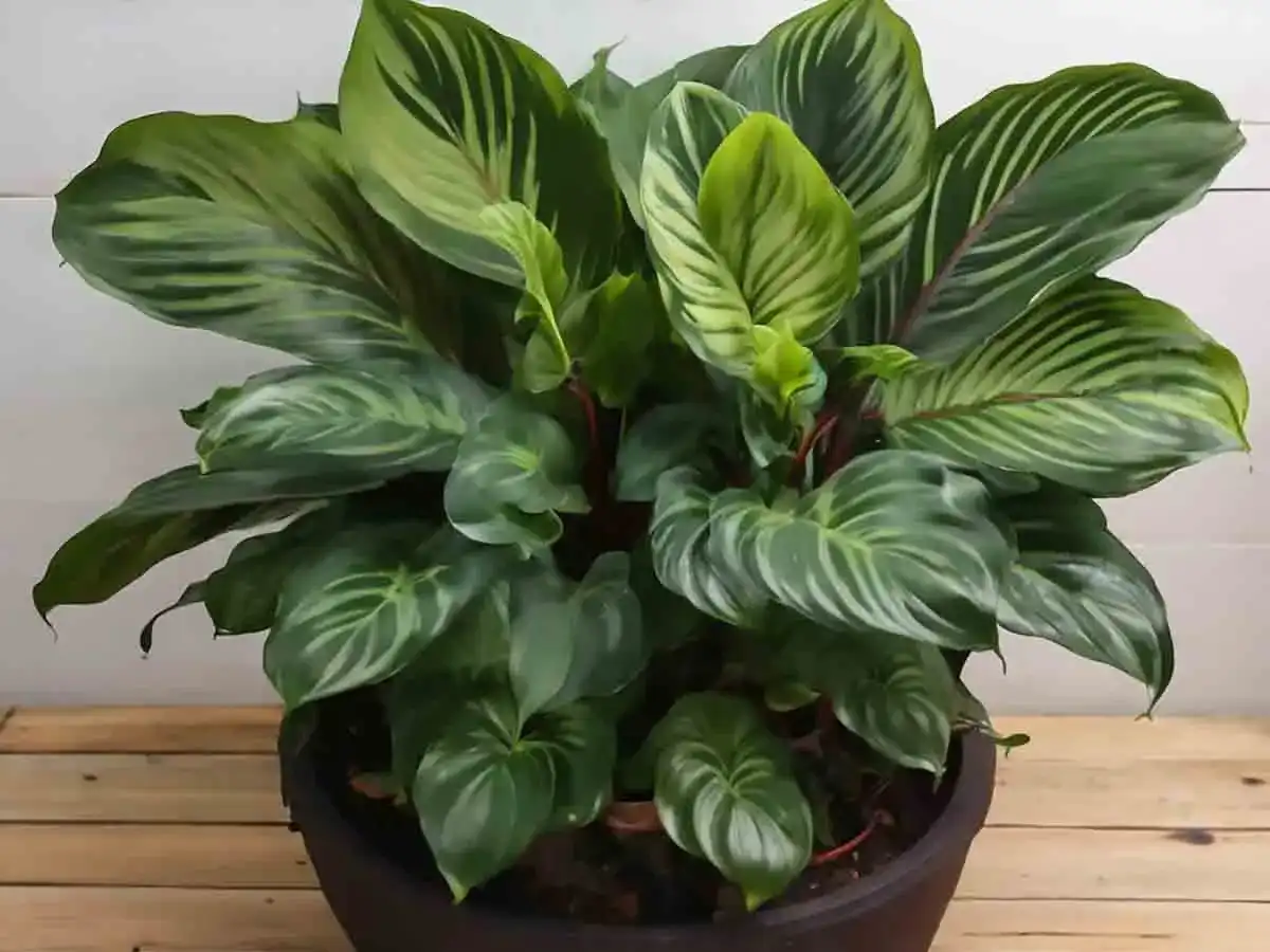 Calathea con foglie sollevate di notte - cosa significa?