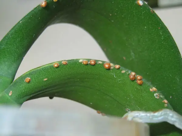 Cocciniglia su foglie verdi di piante. Piccoli insetti marroni si attaccano alla superficie, un segno di infestazione.