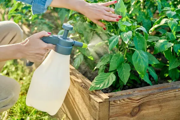 Mani che spruzzano un insetticida naturale per piante con bicarbonato su foglie verdi in un orto.