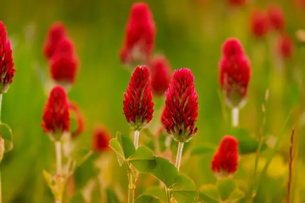 Fiori rossi, come il trifoglio incarnato, illuminano un prato verde. I loro nomi evocano la passione e la vitalità della natura.