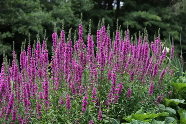 Un campo di piante veronica resiste al freddo, con i loro fiori viola che si ergono verso il cielo.