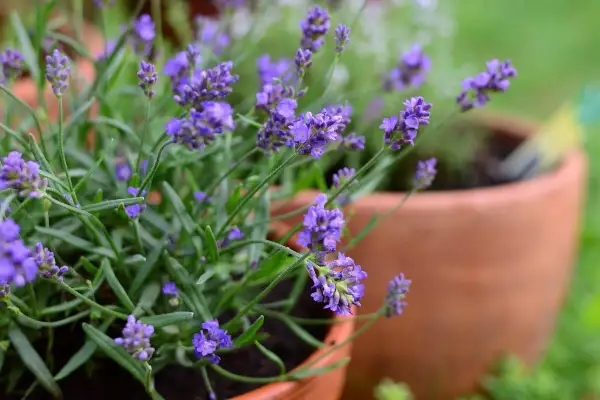 Fiori di lavanda in vaso sul balcone, con i loro profumati grappoli viola che creano un angolo di serenità.