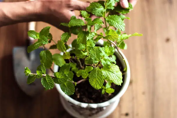 Pianta di menta in vaso, con mani che la curano. Un rimedio naturale contro le zanzare.