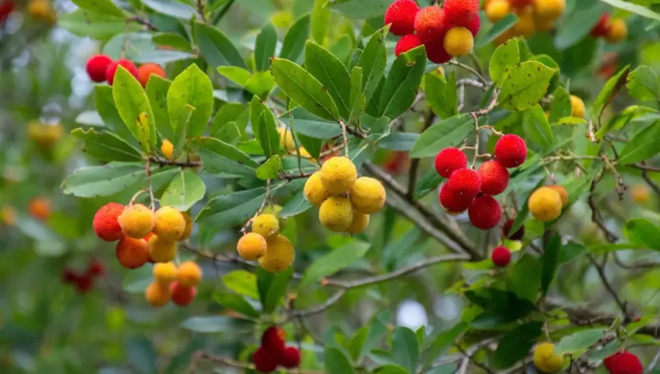 Come coltivare il corbezzolo e ottenere frutti sani